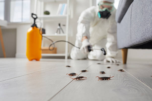 Commercial Kitchen Cockroach Control in Moraga
